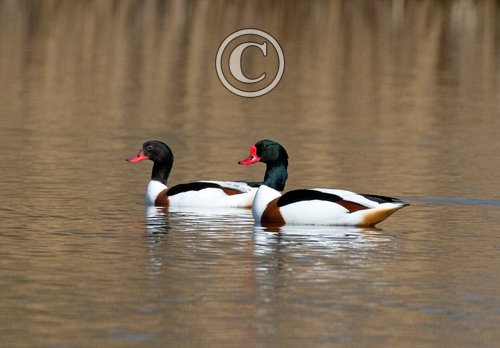   Pair of Shellducks DM1638